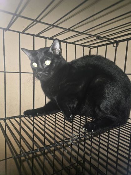 แมวโกญจา รูปที่ 6