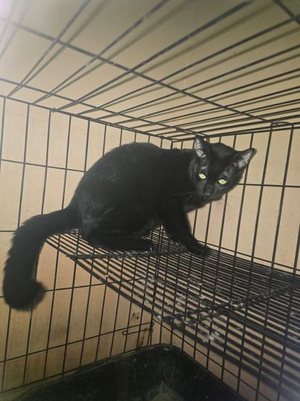 แมวโกญจา รูปที่ 4