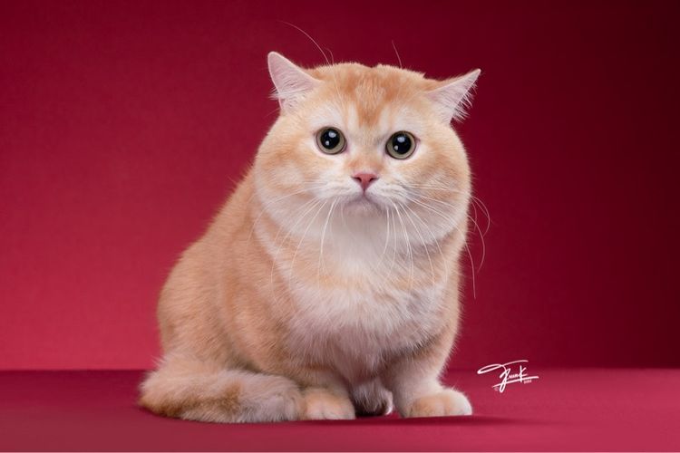 พ่อพันธุ์มันช์กิ้น รับทับถึงบ้านสาว รูปที่ 5