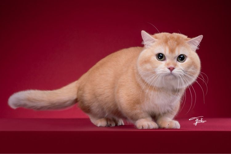 พ่อพันธุ์มันช์กิ้น รับทับถึงบ้านสาว รูปที่ 6