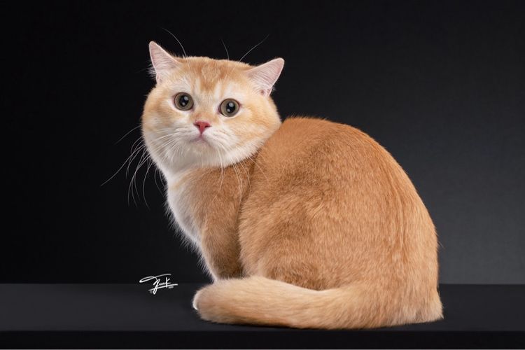 พ่อพันธุ์มันช์กิ้น รับทับถึงบ้านสาว รูปที่ 2