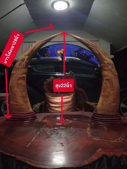 เขาเผือกทองแกะสลักมังกรฐานไม้สัก1 คู่ขนาดใหญ่สภาพเยี่ยม รูปที่ 2