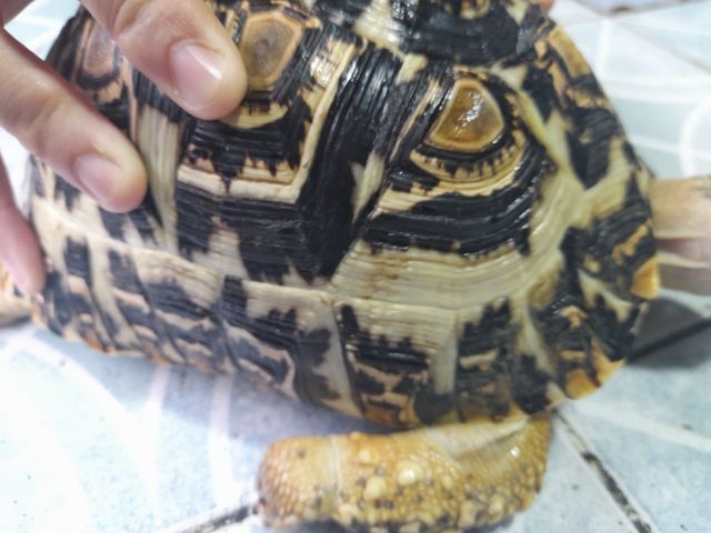 เต่าบกเรียวผาด 7  นิ้ว รูปที่ 2