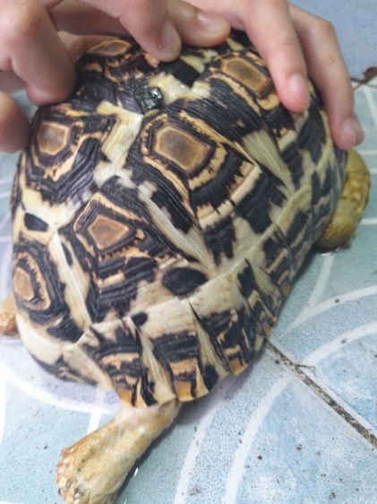 เต่าบกเรียวผาด 7  นิ้ว รูปที่ 3