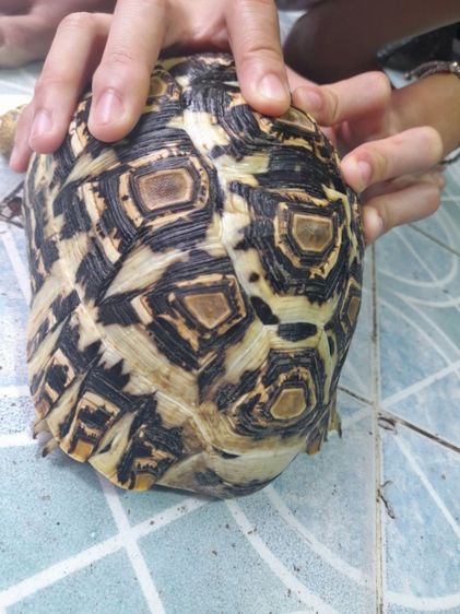 เต่าบกเรียวผาด 7  นิ้ว รูปที่ 6