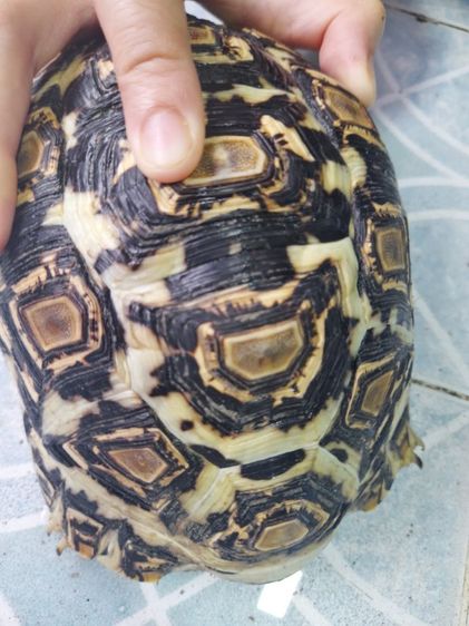 เต่าบกเรียวผาด 7  นิ้ว รูปที่ 4