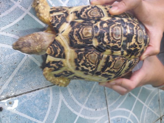 เต่าบกเรียวผาด  8   นิ้ว รูปที่ 6