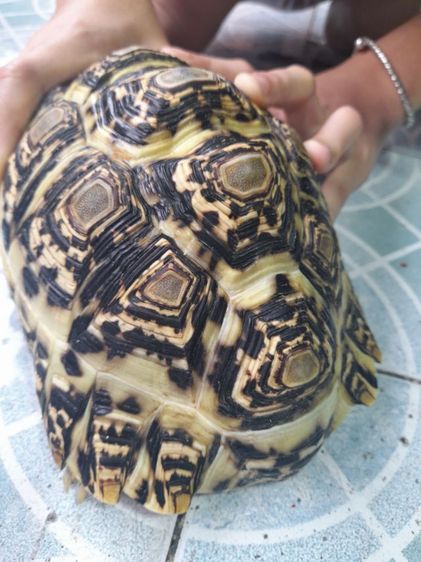 เต่าบกเรียวผาด  8   นิ้ว รูปที่ 5