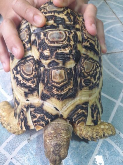 เต่าบกเรียวผาด  8   นิ้ว รูปที่ 4