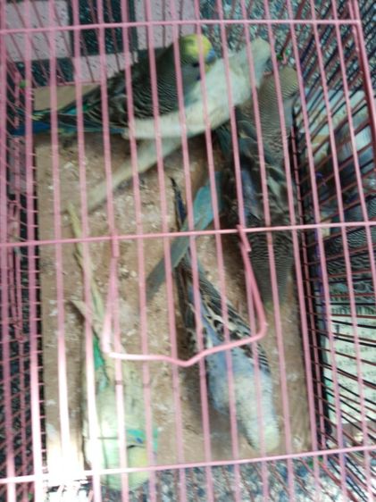 หงษ์หยก