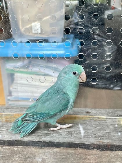 นกแก้วจิ๋ว รูปที่ 3