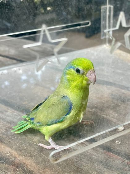 นกแก้วจิ๋ว รูปที่ 2