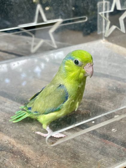 ฟอพัส นกแก้วจิ๋ว