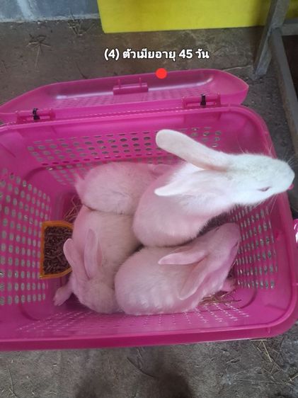กระต่ายสายพันธ์เนื้อ นิวซีแลนไวน์ รูปที่ 17