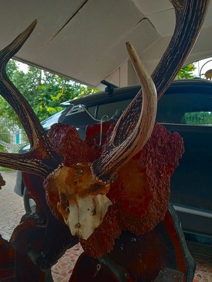 แท้ใหญ่ยักษ์บนปุ่มไม้สักตกงานสภาพเยี่ยม รูปที่ 13