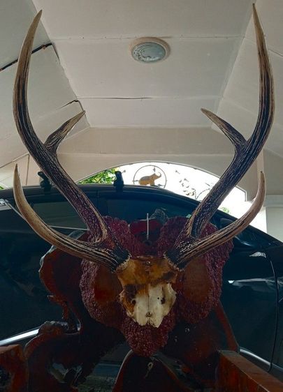 แท้ใหญ่ยักษ์บนปุ่มไม้สักตกงานสภาพเยี่ยม