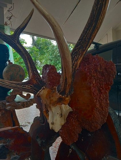 แท้ใหญ่ยักษ์บนปุ่มไม้สักตกงานสภาพเยี่ยม รูปที่ 15