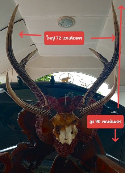 แท้ใหญ่ยักษ์บนปุ่มไม้สักตกงานสภาพเยี่ยม รูปที่ 2