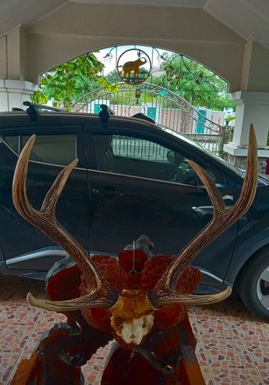 แท้ใหญ่ยักษ์บนปุ่มไม้สักตกงานสภาพเยี่ยม รูปที่ 11