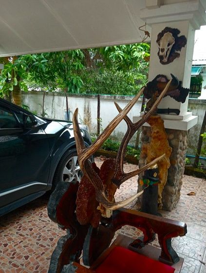 แท้ใหญ่ยักษ์บนปุ่มไม้สักตกงานสภาพเยี่ยม รูปที่ 5