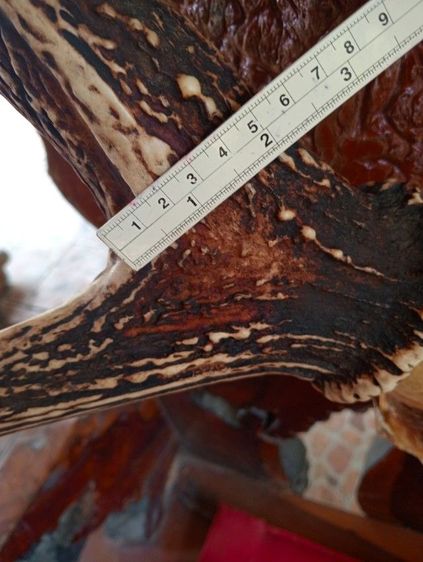 แท้ใหญ่ยักษ์บนปุ่มไม้สักตกงานสภาพเยี่ยม รูปที่ 7