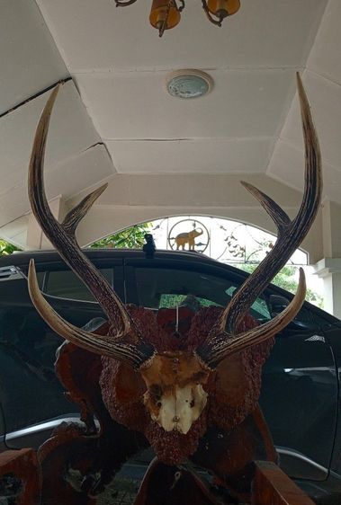 แท้ใหญ่ยักษ์บนปุ่มไม้สักตกงานสภาพเยี่ยม รูปที่ 3