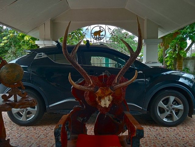 แท้ใหญ่ยักษ์บนปุ่มไม้สักตกงานสภาพเยี่ยม รูปที่ 12