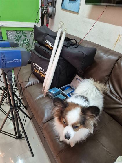 ชุดไฟสตูดิโอ Excella Carlo 350 พร้อมขาตั้ง+ร่ม+Trigger ครบชุด สภาพใหม่ใช้งานน้อยมาก รูปที่ 10