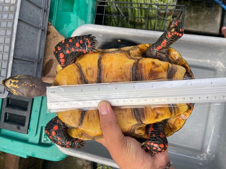 เต่าบกเรดฟุต รูปที่ 7