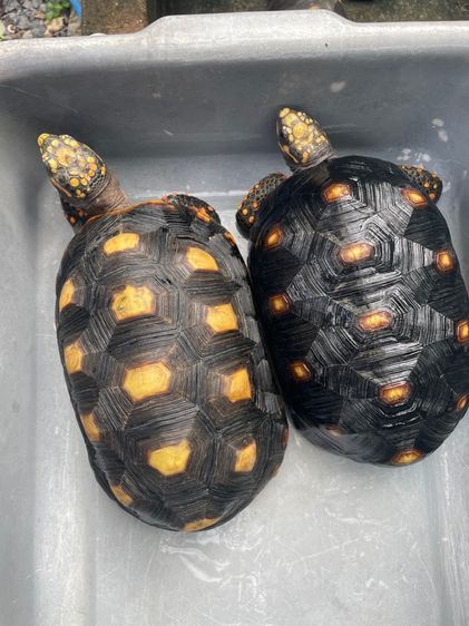 เต่าบกเรดฟุต