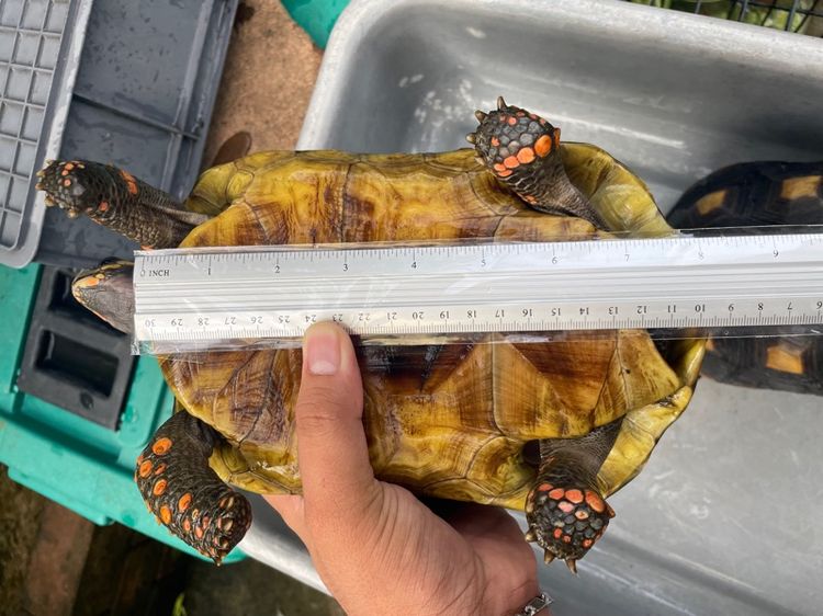 เต่าบกเรดฟุต รูปที่ 6