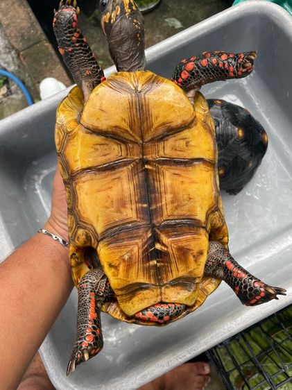 เต่าบกเรดฟุต รูปที่ 4