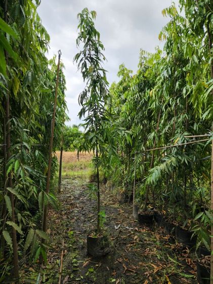 อโศกอินเดีย ขายส่งอโศกอินเดีย 3-4ม. ราคาสวน 0876025164 รูปที่ 3