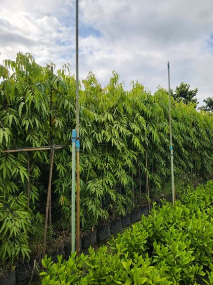 อโศกอินเดีย ขายส่งอโศกอินเดีย 3-4ม. ราคาสวน 0876025164 รูปที่ 2