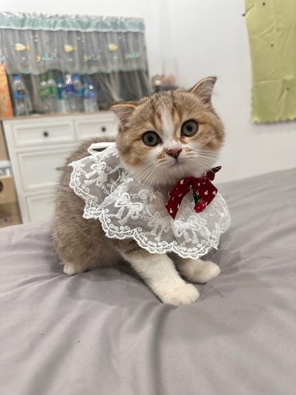 แมวสก็อตติชโฟลด์ รูปที่ 4