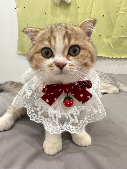 แมวสก็อตติชโฟลด์ รูปที่ 6