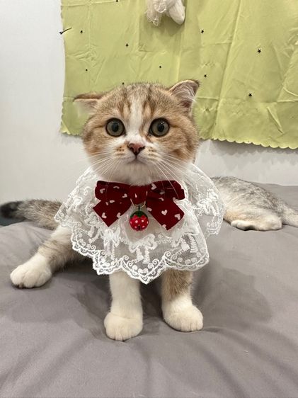 แมวสก็อตติชโฟลด์ รูปที่ 5