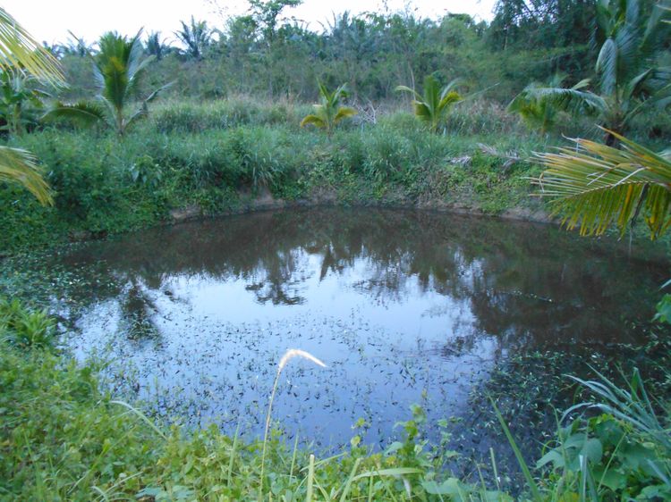 ขายที่ดิน 10 ไร่ พร้อมบ้าน ติดลำห้วย ต.บ้านบึง อ.บ้านคา จ.ราชบุรี รูปที่ 4