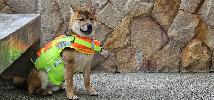 ต้องการขายชิบะ อินุ อายุ 7 เดือน เพศผู้ ต้องตัดใจขายเพราะที่บ้านมีโกลเด้น2ตัว ลาบาดอร์อีกตัว เค้าชอบโดนรุมเวลาแย่งของกัน สงสาร ต่อรองได้ รูปที่ 2