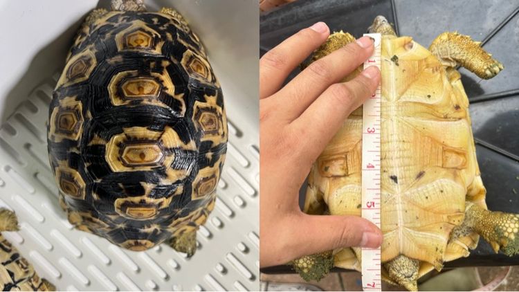 เต่าเรียวพาด