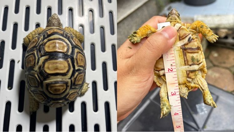 เต่าเรียวพาด