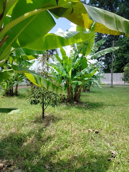 ที่สวนพร้อมใช้ประโยชน์ รูปที่ 3