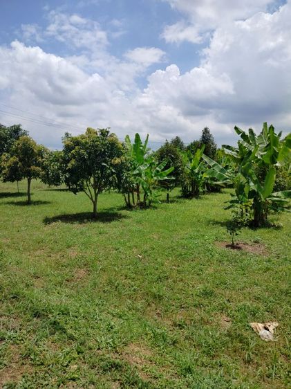 ที่สวนพร้อมใช้ประโยชน์ รูปที่ 4