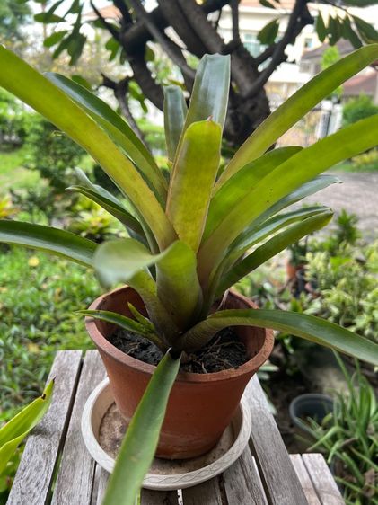 ต้นไม้จริง กวักมรกต สัปปะรดสี