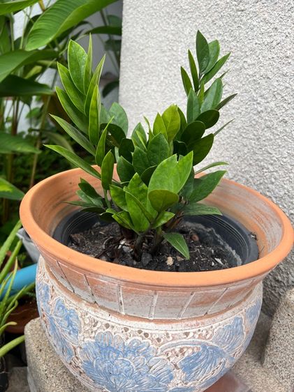 กวักมรกต สัปปะรดสี รูปที่ 3