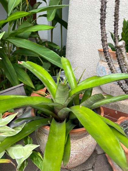 กวักมรกต สัปปะรดสี รูปที่ 2