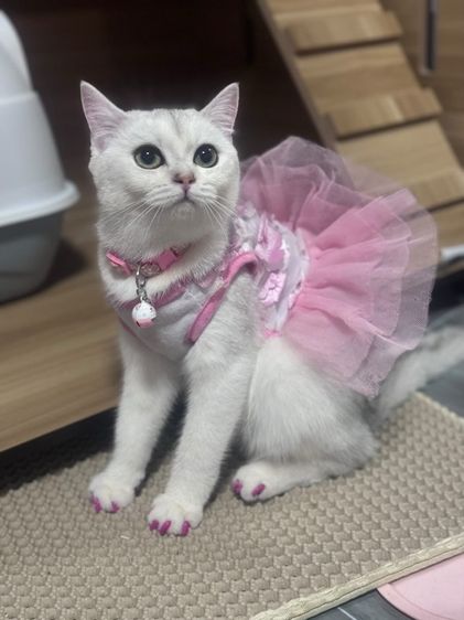 บริติช ชอร์ตแฮร์ (British Shorthair) บริติช พันธุ์แท้ ทำหมันให้แล้ว