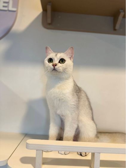 บริติช พันธุ์แท้ ทำหมันให้แล้ว รูปที่ 5