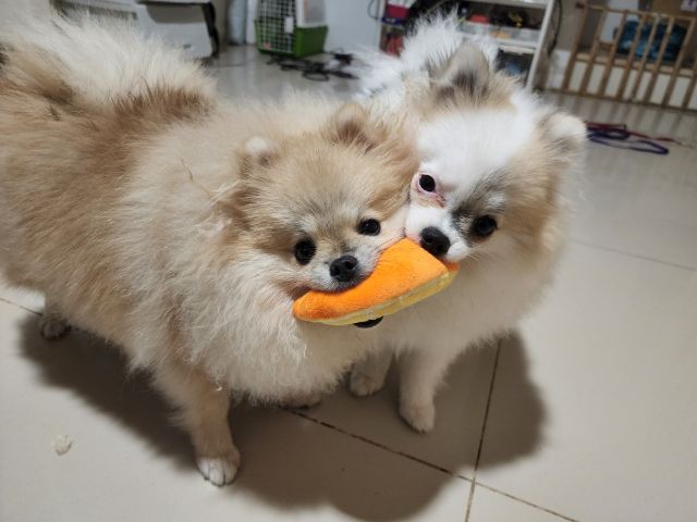 ปอมเมอเรเนียนคู่ขาวกับน้ำตาล รูปที่ 5