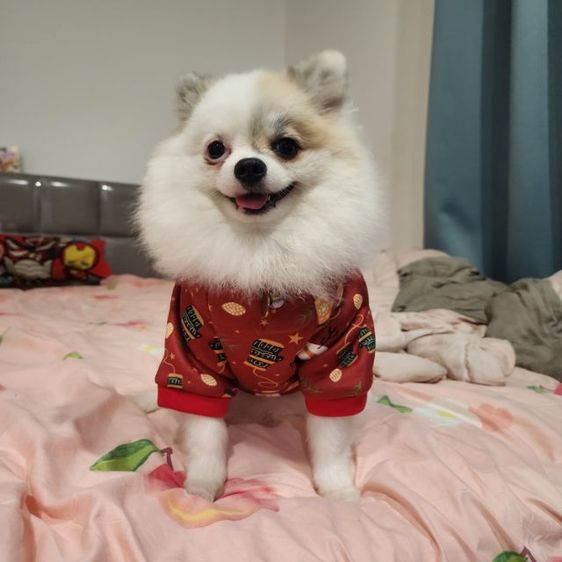 ปอมเมอเรเนียนคู่ขาวกับน้ำตาล รูปที่ 3